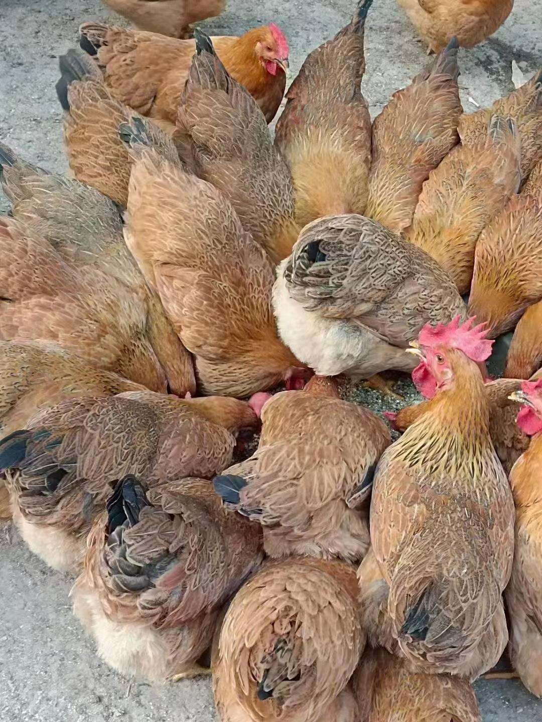 運用發酵飼料養殖肉雞節約15飼料成本每隻雞比別人多賺3塊以上