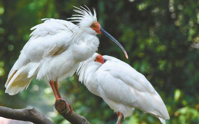 日本的国鸟是绿雉,美国的是鹰,我国的是什么你可能