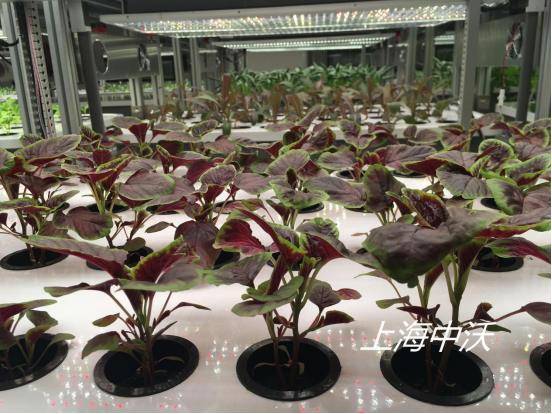 植物培养实验室 植物培养实验室