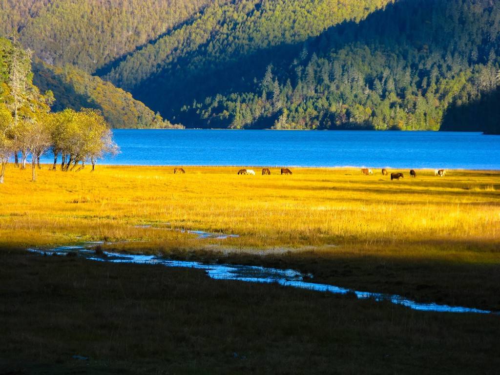 云南普达措公园迎来金秋最美风景