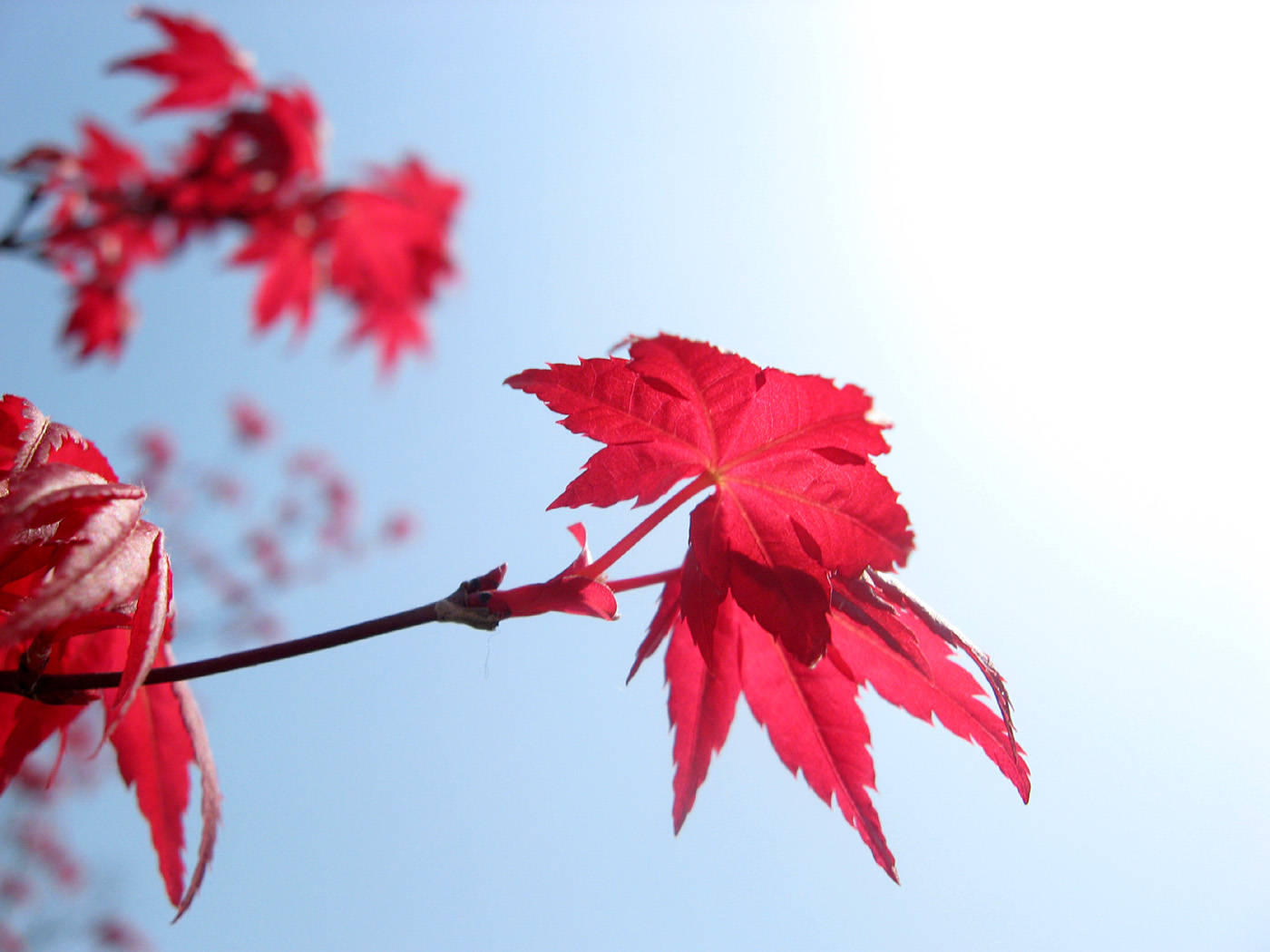 晚秋红枫图片,适合做头像的枫树图片,秋天红枫叶图片_大山谷图库