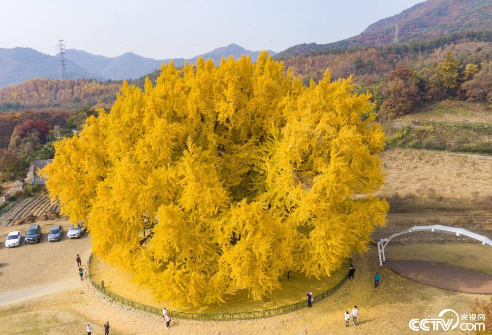 景色绝美韩国800岁巨型银杏树树叶纷黄