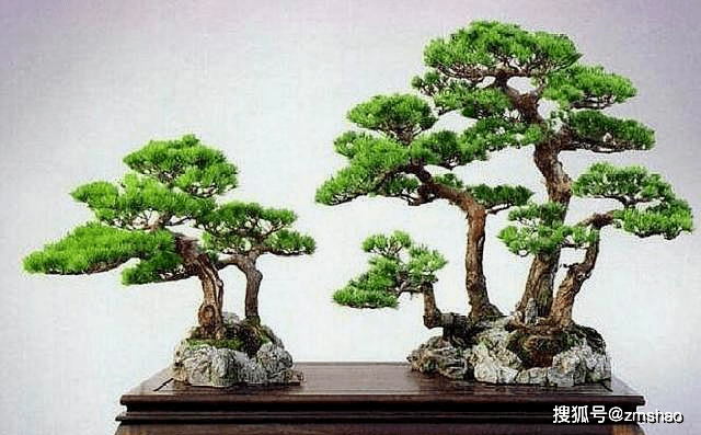 杂木盆景欣赏2-搜狐大视野-搜狐新闻