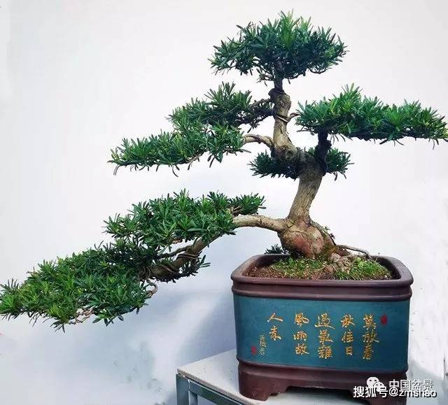 杂木盆景欣赏1-搜狐大视野-搜狐新闻