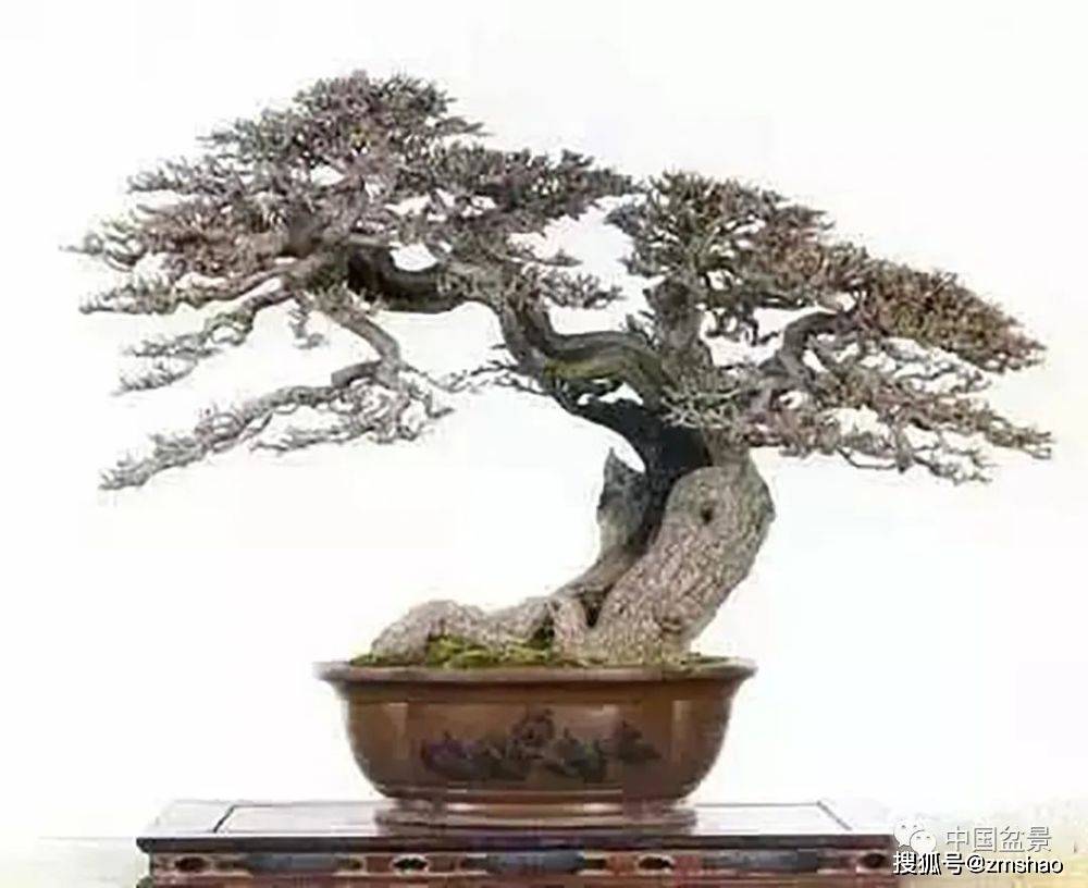 杂木盆景欣赏1-搜狐大视野-搜狐新闻