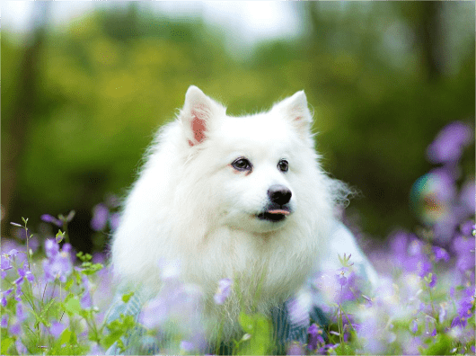 狗狗致命的腦膜炎,不僅僅是老年犬的專利!_炎症_治療_嚴重