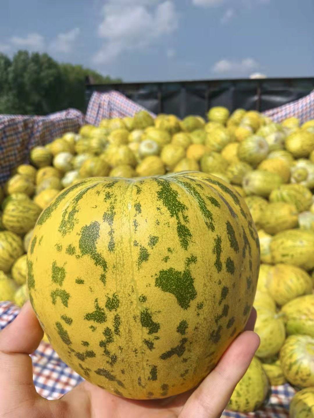 花蕾香瓜的产品介绍