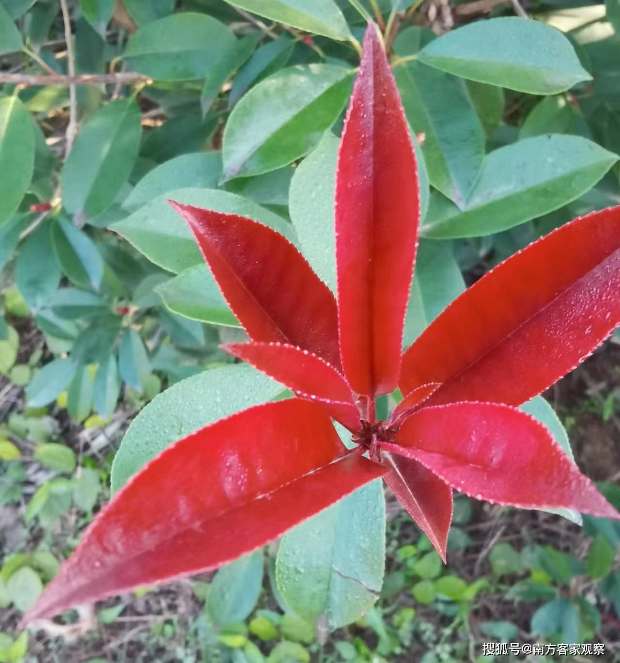 红叶石南的6天影像记-搜狐大视野-搜狐新闻