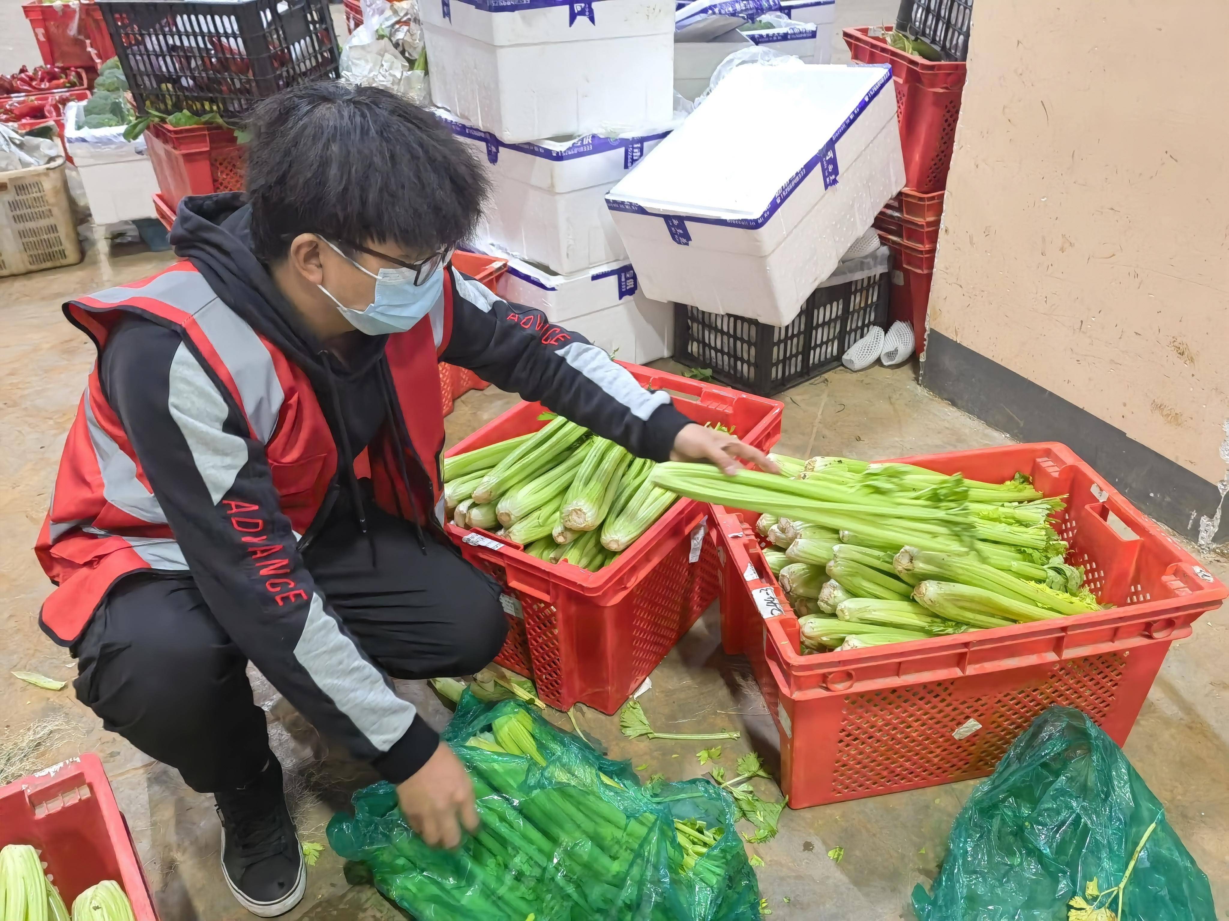 多多买菜的质检人员在对西芹进行验收