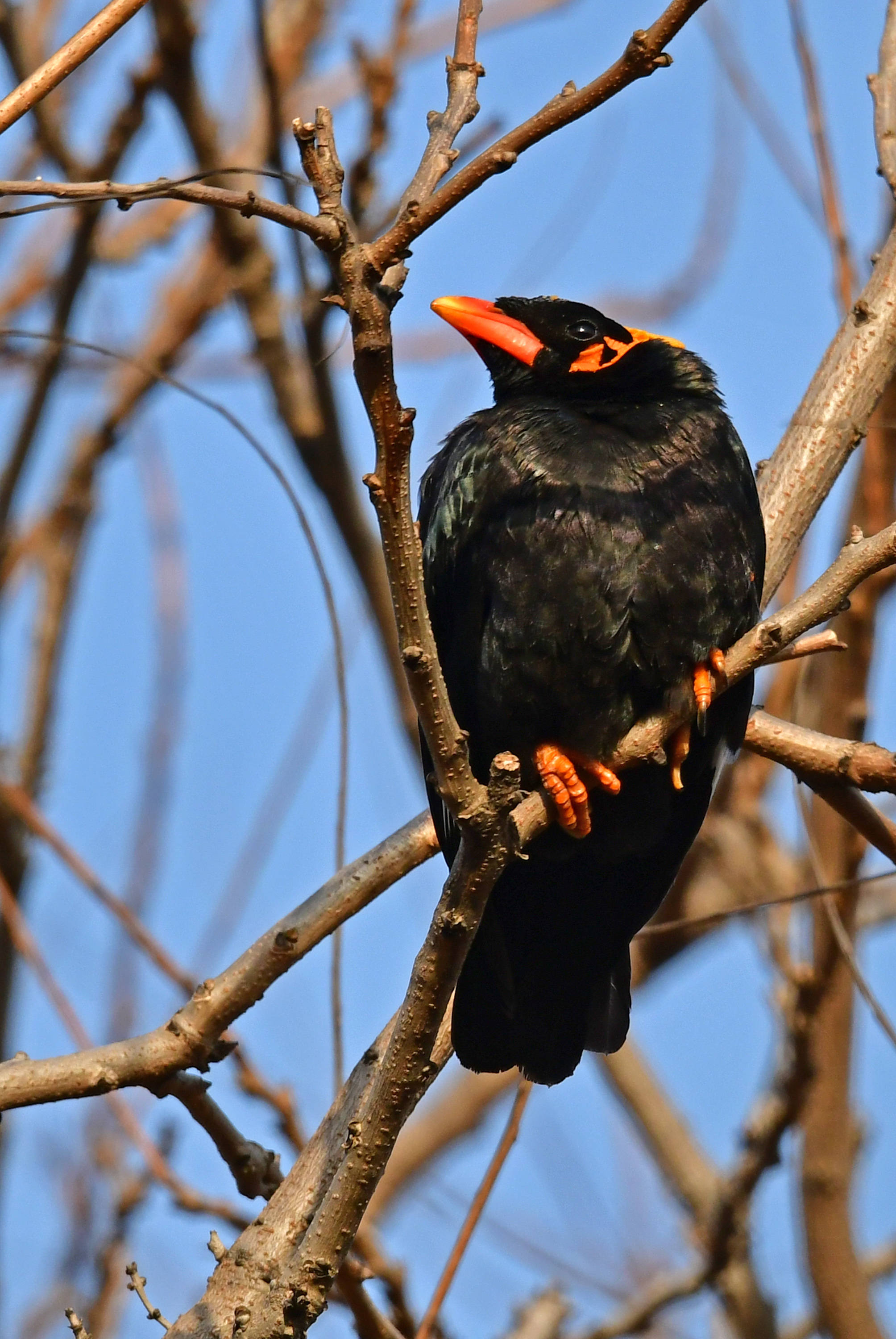 鹩哥——观鸟纪实