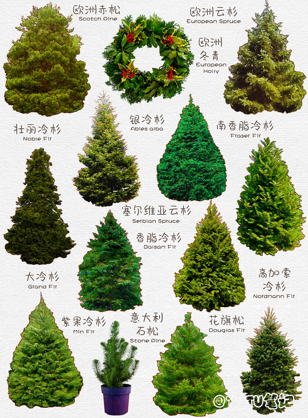 原来圣诞树竟有这么多种类！ 圣诞树分类图鉴-图库-手机搜狐
