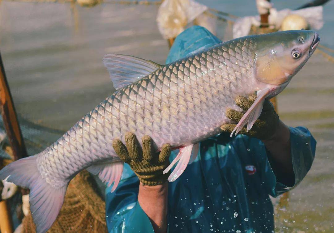 安丰塘特色鱼图片