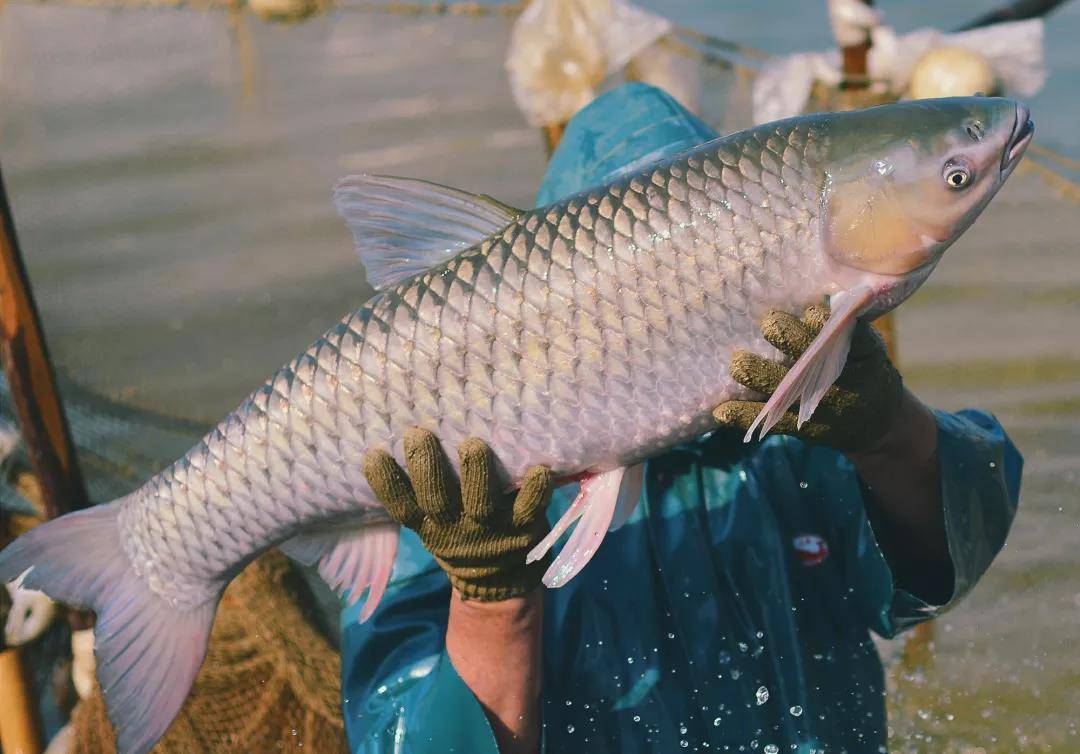 脆肉皖魚如何養殖,脆肉皖魚養殖技術_維諾_水體_藻類