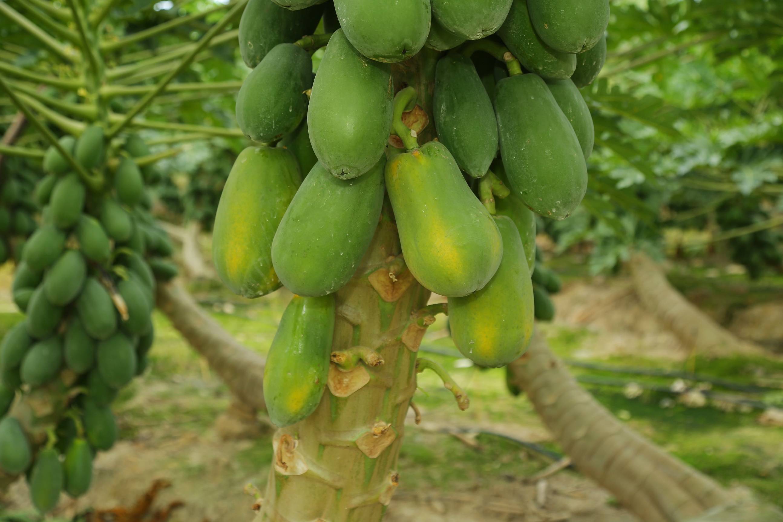 新的起点,三亚宜源果木瓜将以协会为纽带,加速产地资源整合,加速市场