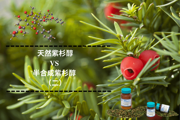 天然紫杉醇 vs 半合成紫杉醇 (二)_杂质_全过程_植物