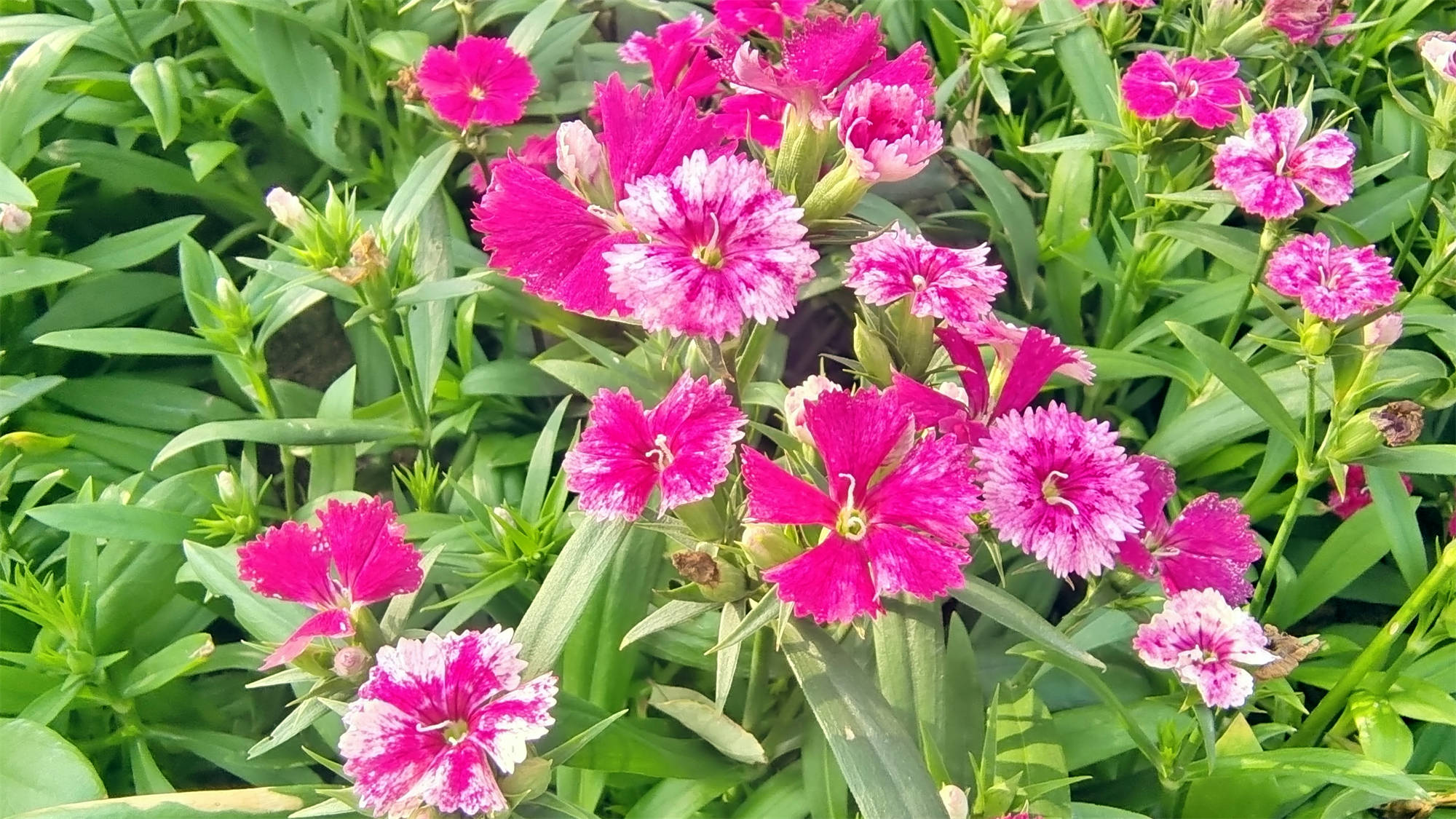吉安随拍:花花草草之石竹-搜狐大视野-搜狐新闻