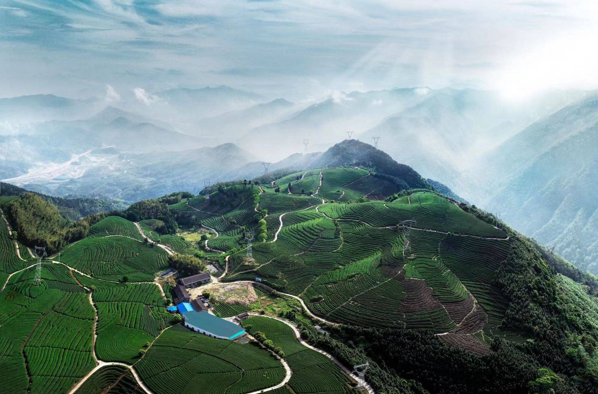 蕉城区八都镇猴盾村(七绝)_霞浦_高山茶_林承强