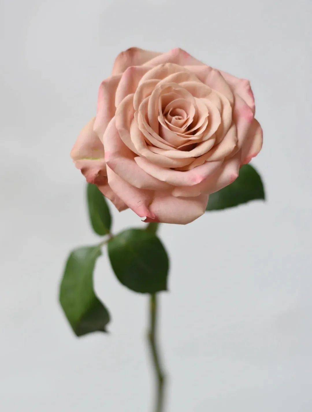 卡布奇诺玫瑰的花语(卡布奇诺玫瑰的花语用英语怎么说)