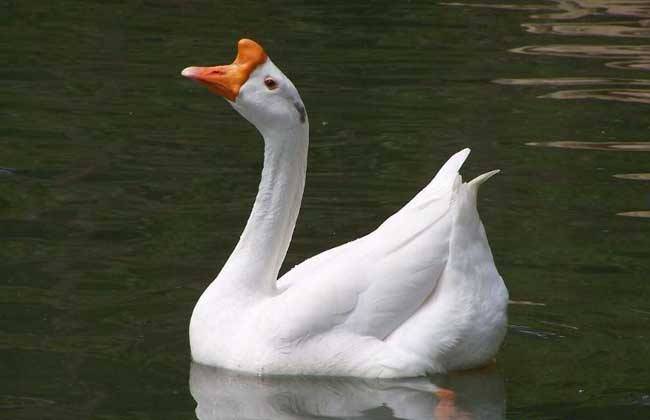 鹅头上肉瘤的大小和什么有关 鹅头上的包是怎么回事_母鹅_生活_公鹅