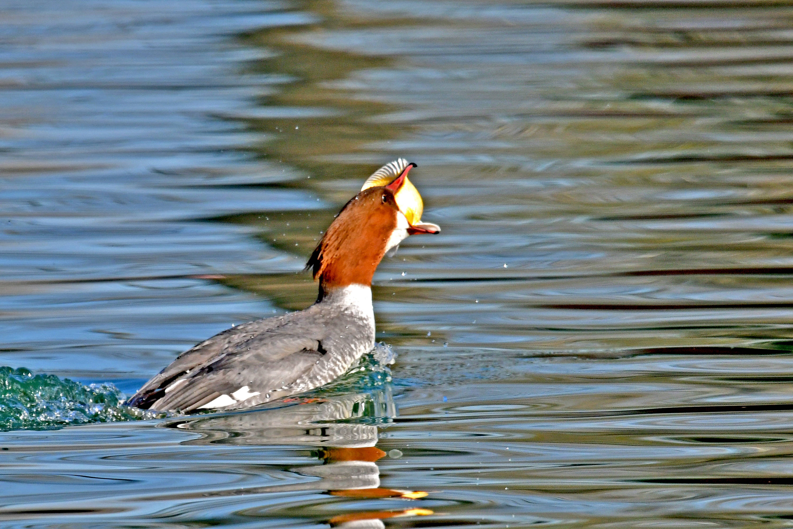 水暖鴨知魚盡吃——觀鳥紀實_水面_調整_頭部