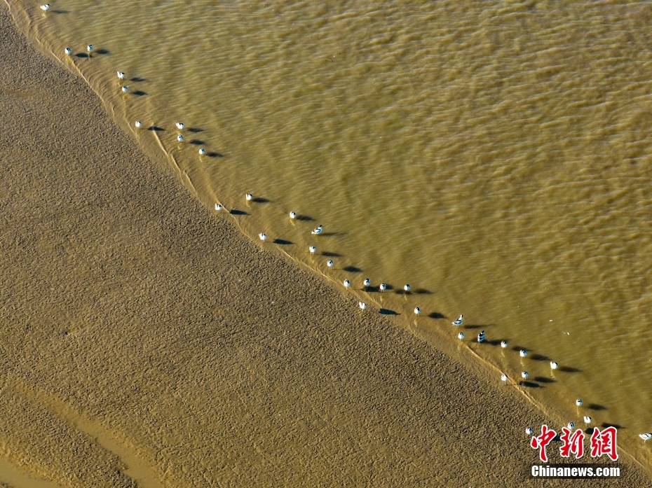 江苏连云港:大批反嘴鹬湿地越冬场面壮观-搜狐大视野-搜狐新闻