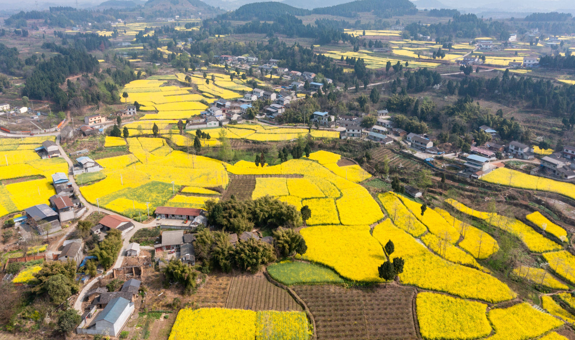 四川德阳旌阳区:双东镇"赏花经济"推进乡村振兴_李花_旅游_活动