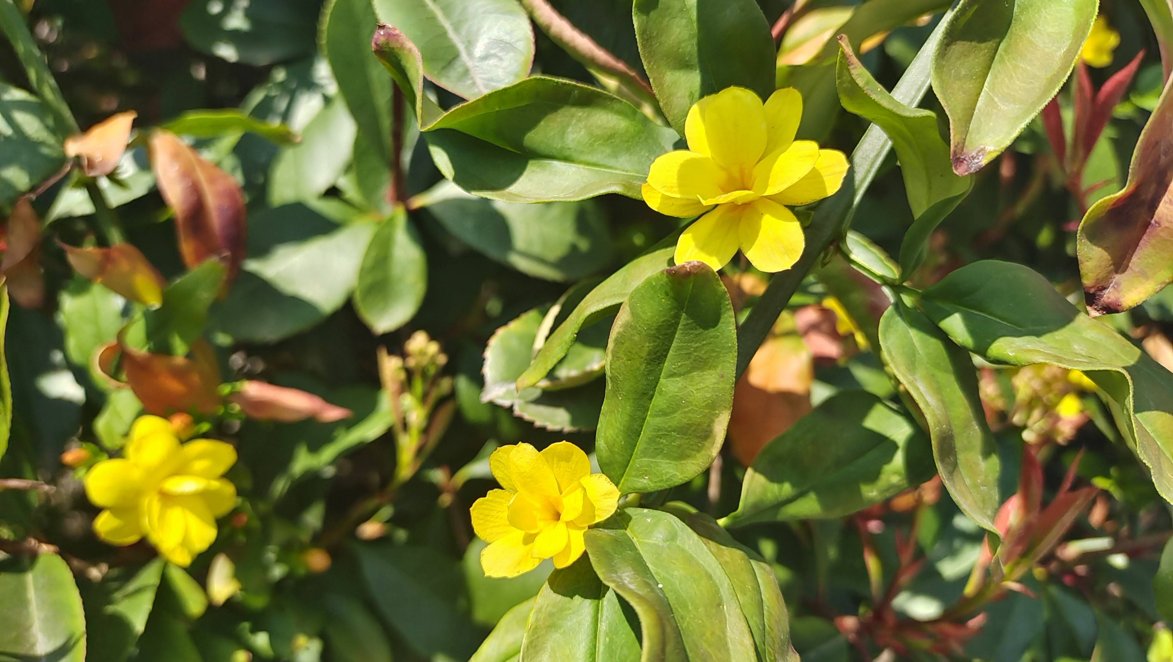 吉安赏花:野迎春花开迎春来_地方_花朵