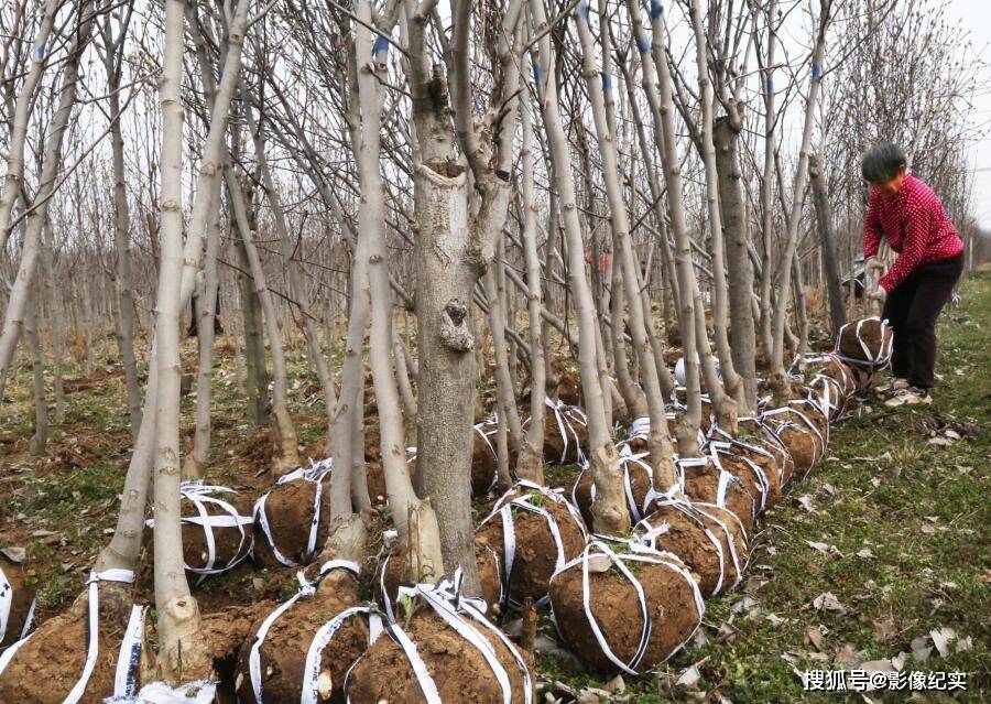 河南宝丰:植树佳节时 苗木俏市场