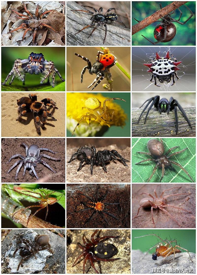 北方常见蜘蛛图鉴图片