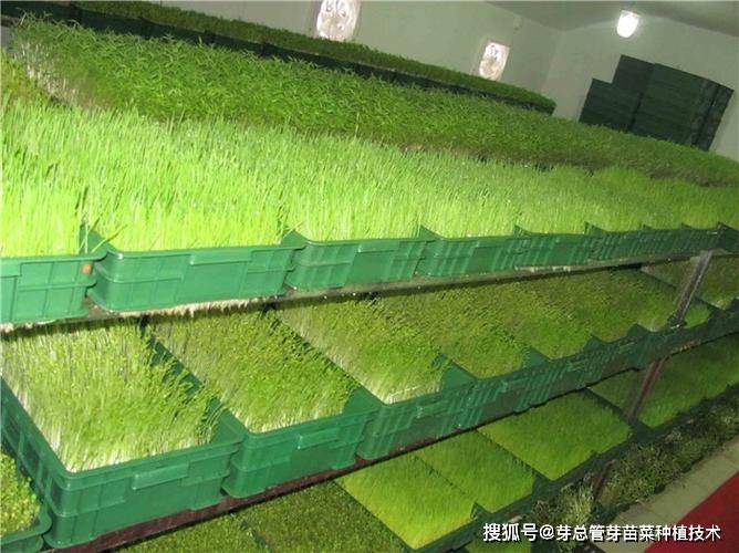 水培芽苗菜种植技术的优势(水培苗芽的种殖方法)