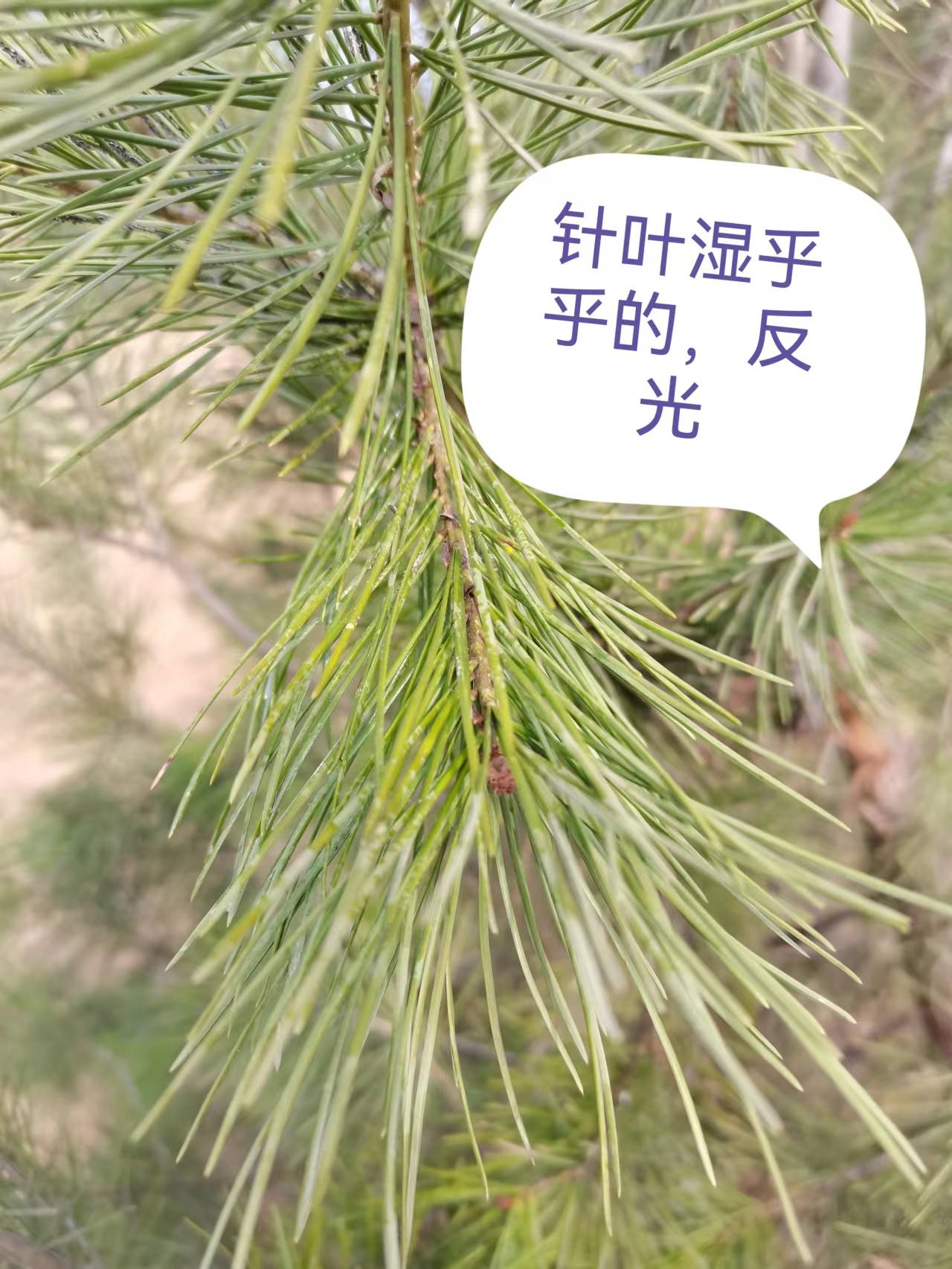 春季松大蚜发生规律和防治措施--松大蚜春季几月份卵开始孵化危害