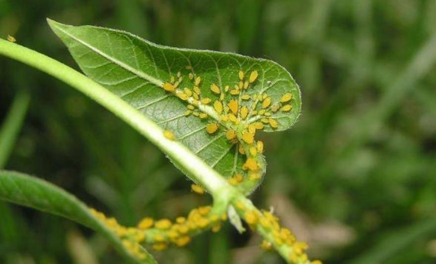 室内植物（室内植物什么时候搬到室外） 第2张