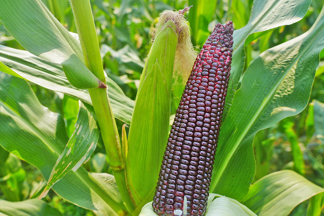 昌宁:春光如画春潮涌_种植_红花_收入