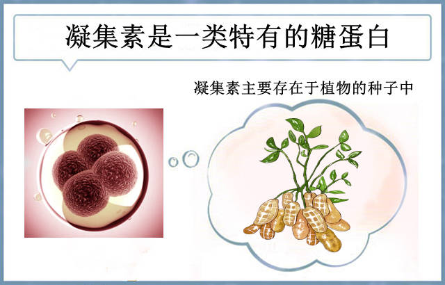 维兰尼梅奥医学科普:凝集素是什么意思?