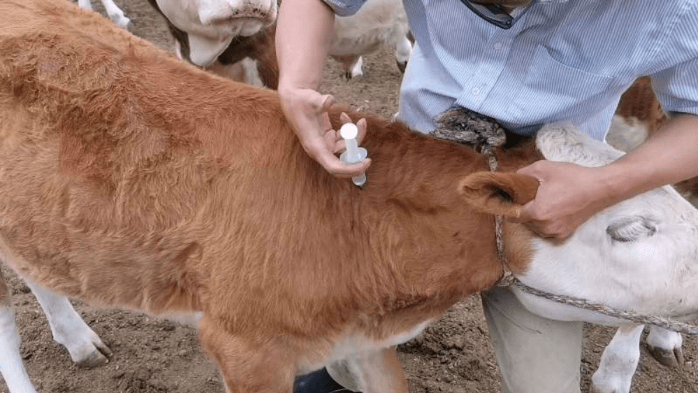 牛颈静脉注射部位图解图片