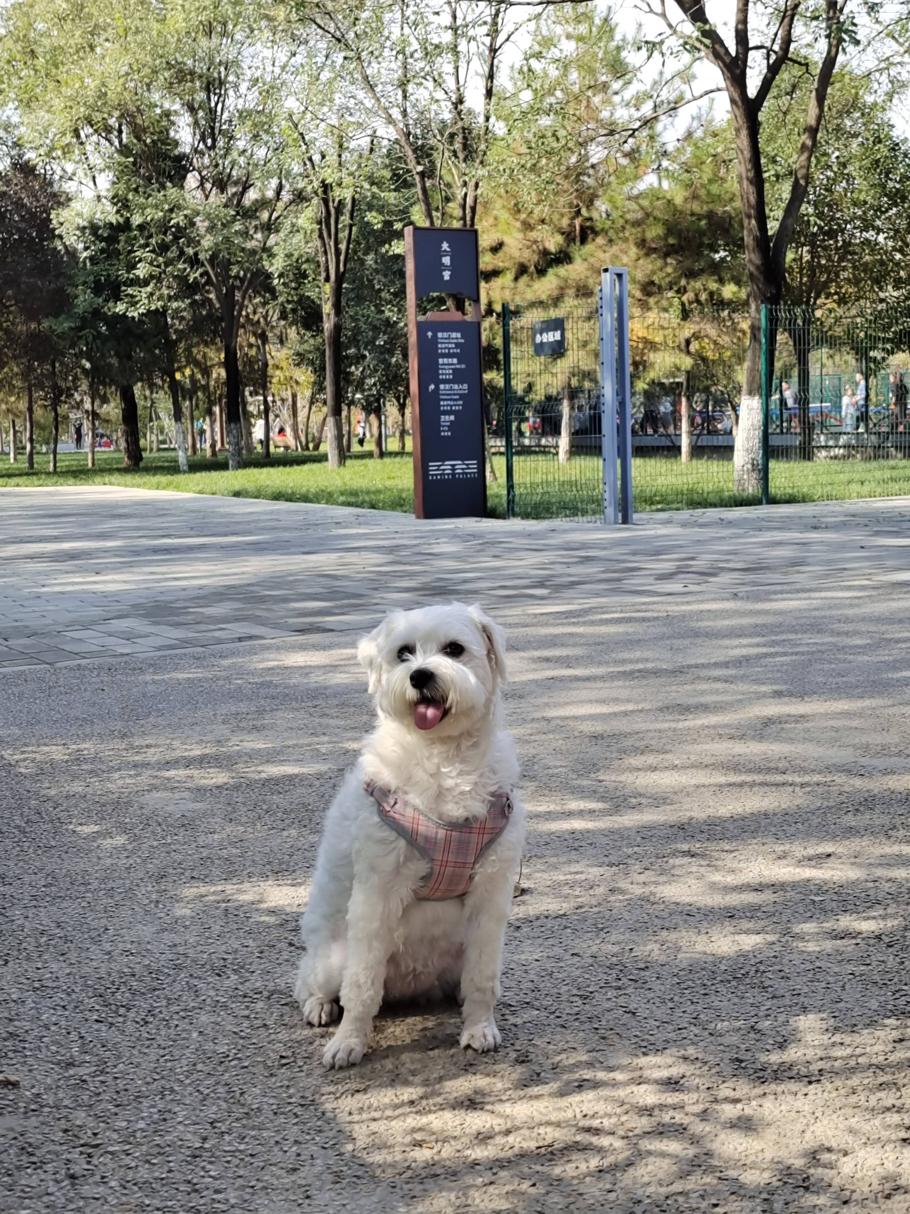 陕西省咸阳市杨陵区《重金寻狗》—雪纳瑞比熊串串