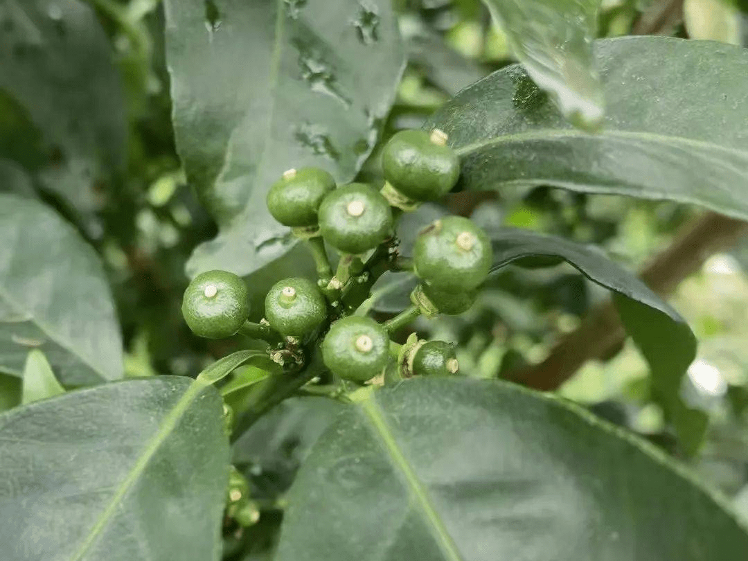 如何促进柑橘幼果稳果,转绿,分大小果?_补充_营养_建议