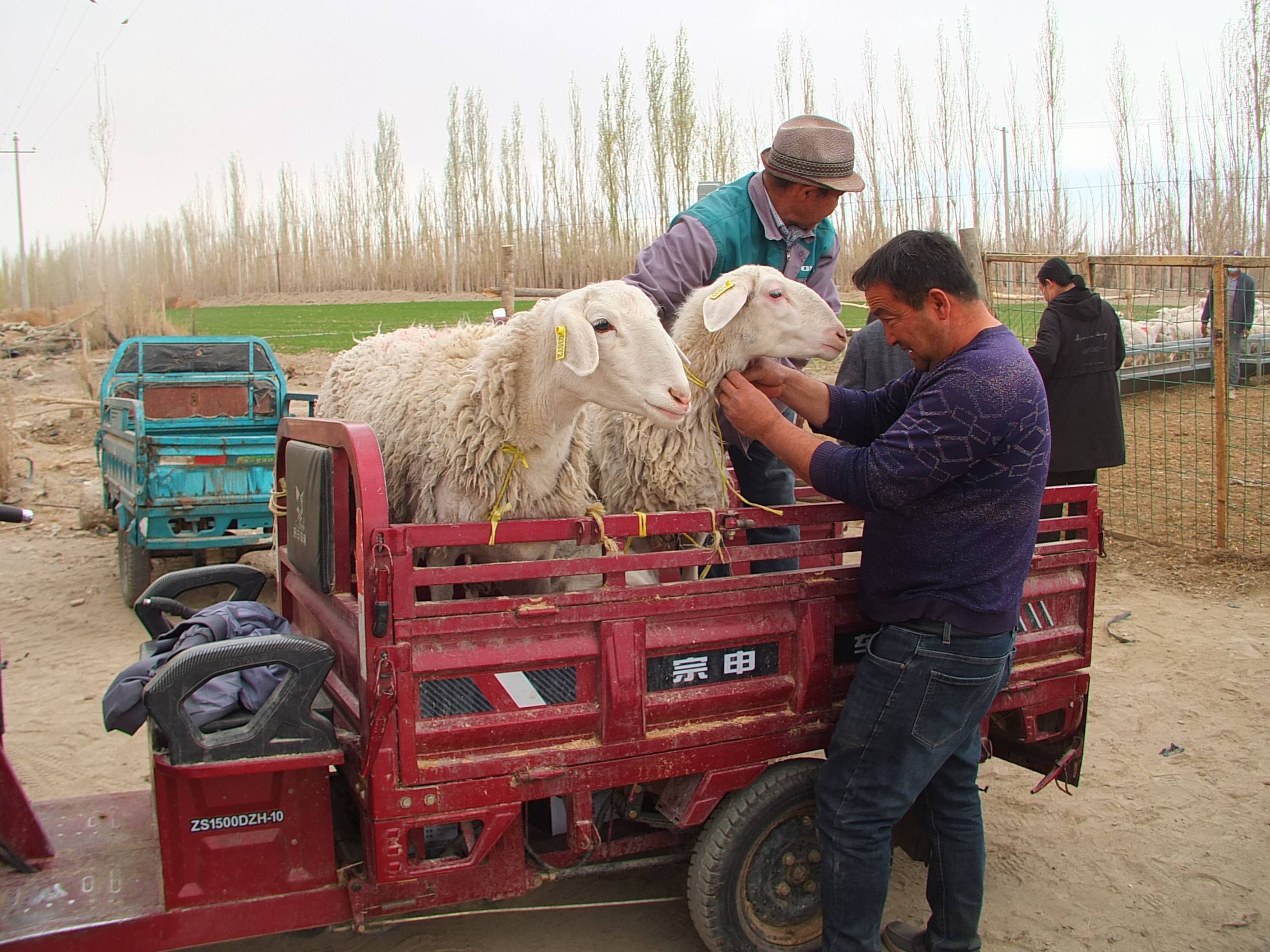 高兴地牵着羊圈里的湖羊 阿娜古力·尼亚孜摄装满喜洋洋的农用三轮车