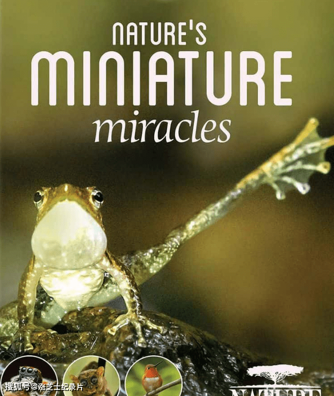 9077-BBC纪录片《大自然：自然界的微型奇迹 Natural World:Nature’s Miniature miracles 2017》国语中字/英语中英双字 1080P/MKV/4.13G 动物界小精灵