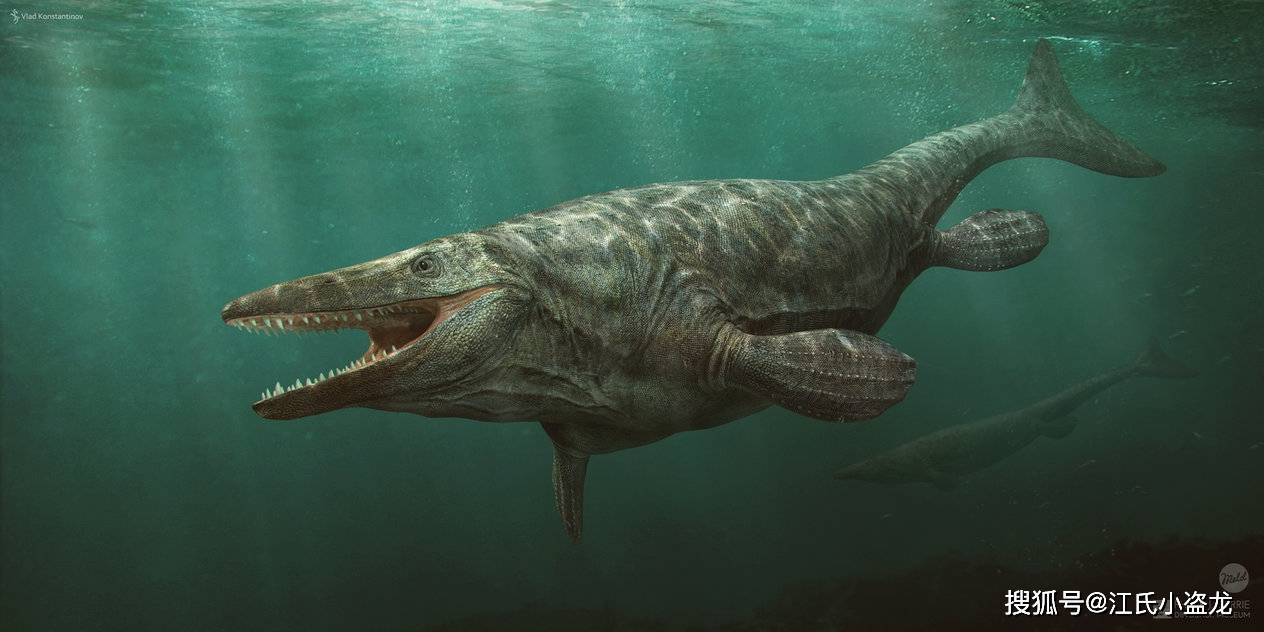 【史前海怪】海王龙"邦克"_化石_堪萨斯_长度