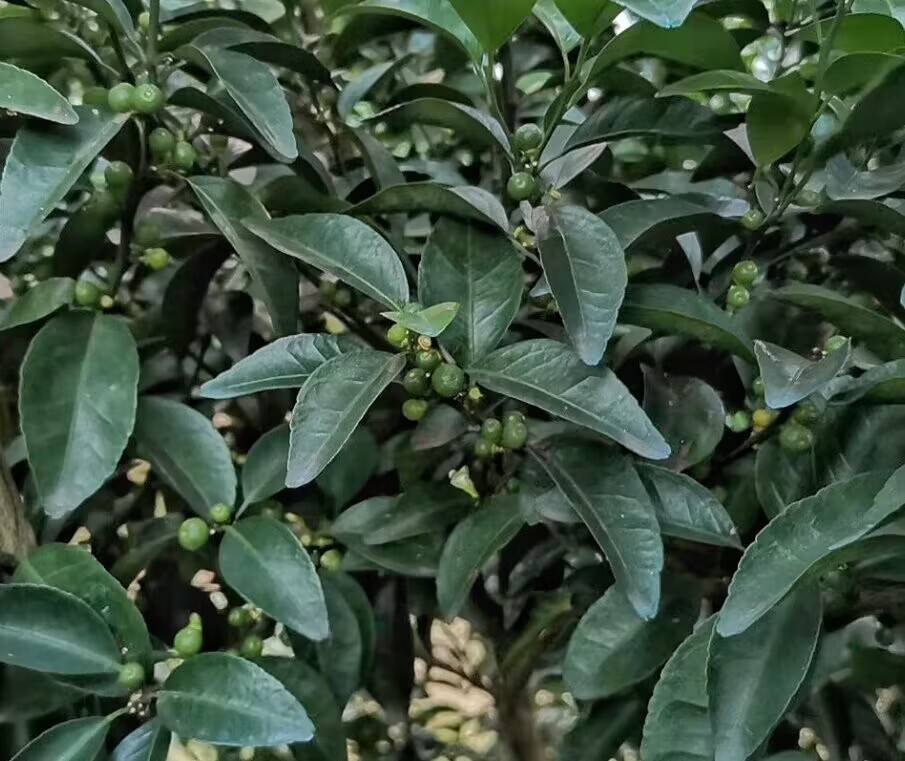 最近走访果园,发现今年柑橘幼果多春梢少情况比往年多.