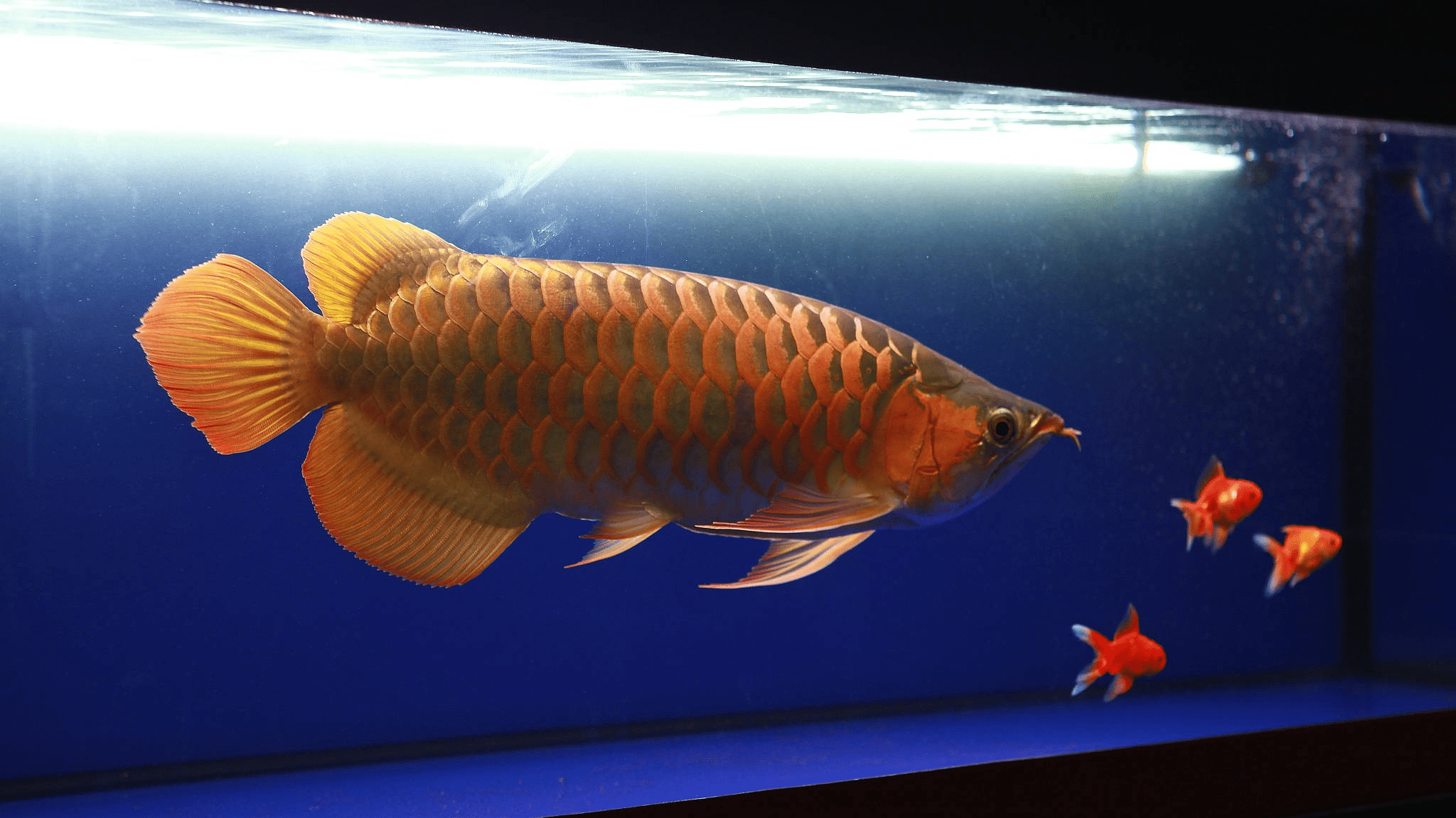 养鱼指南 | 为什么龙鱼是观赏鱼中的"贵族"?_价格_投资_品种