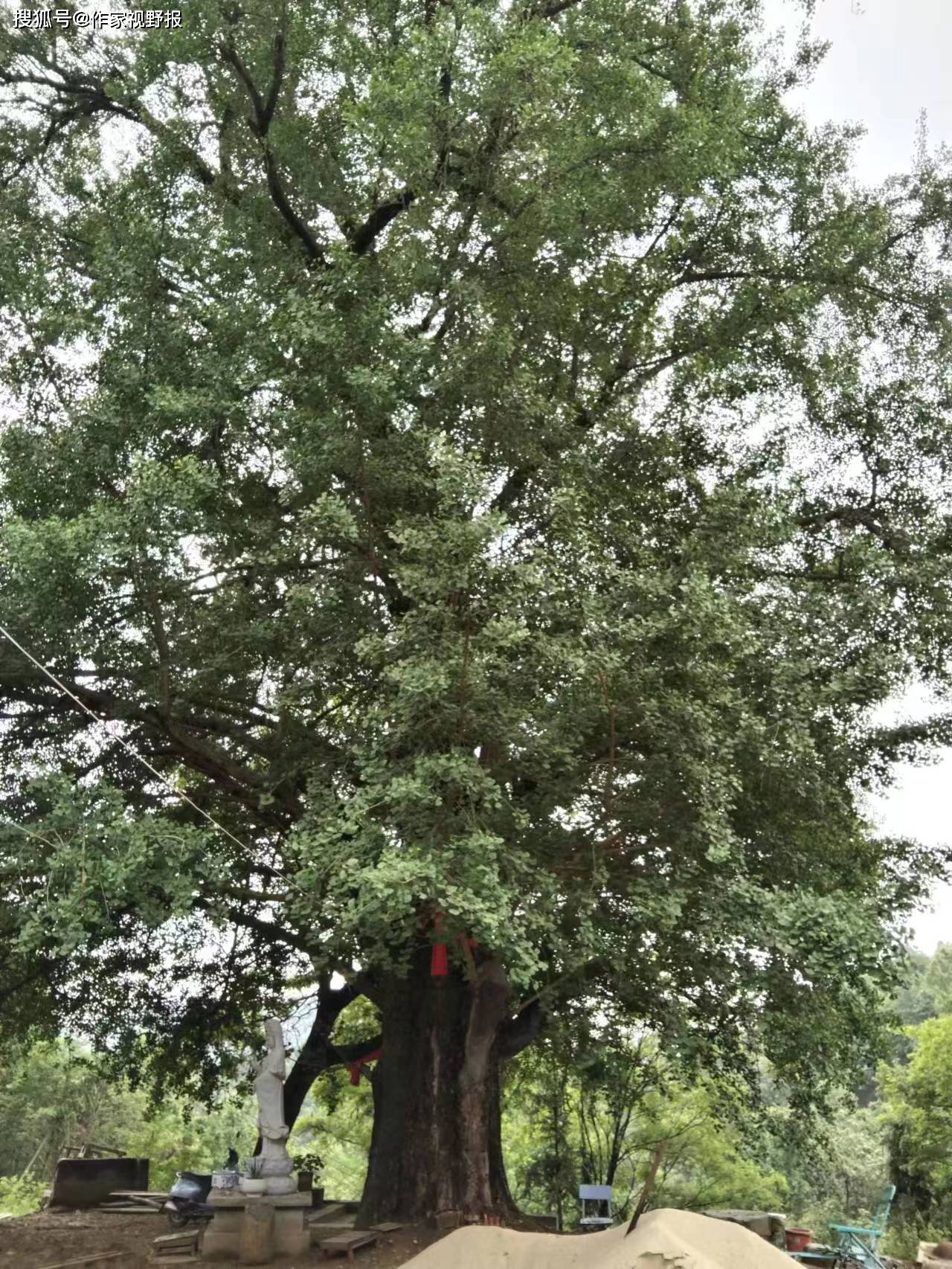 堪称红安第一银杏的树在红安县上新集镇郑家冲村_千年_林业_湖北省