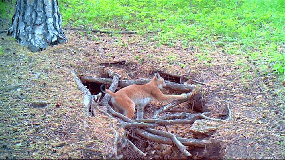 大兴安岭一只猞猁捕杀公狼,母狼咬了黑熊就跑,把黑熊