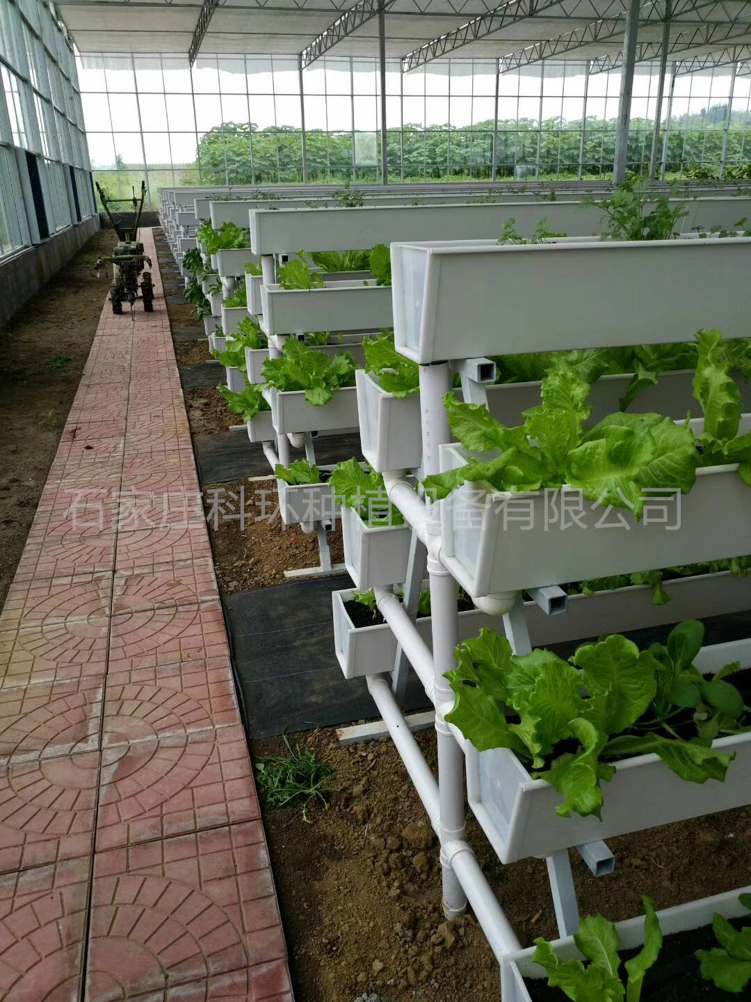 草莓种植架立体栽培a字架详解_水肥_kg_的生产