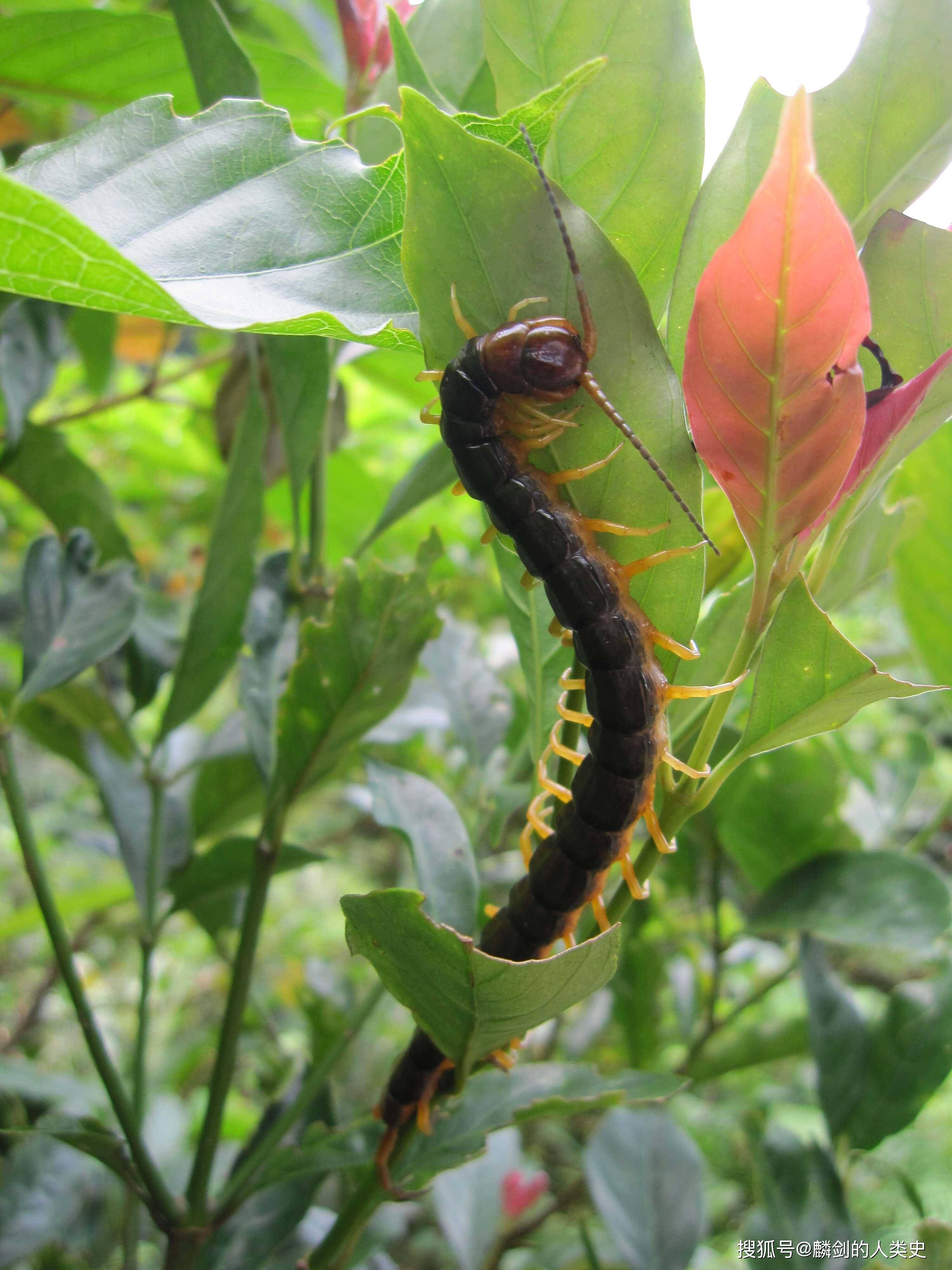 【动物界全系列】唇足纲—蜈蚣目(下):模棘蜈蚣_活动_食物_母体