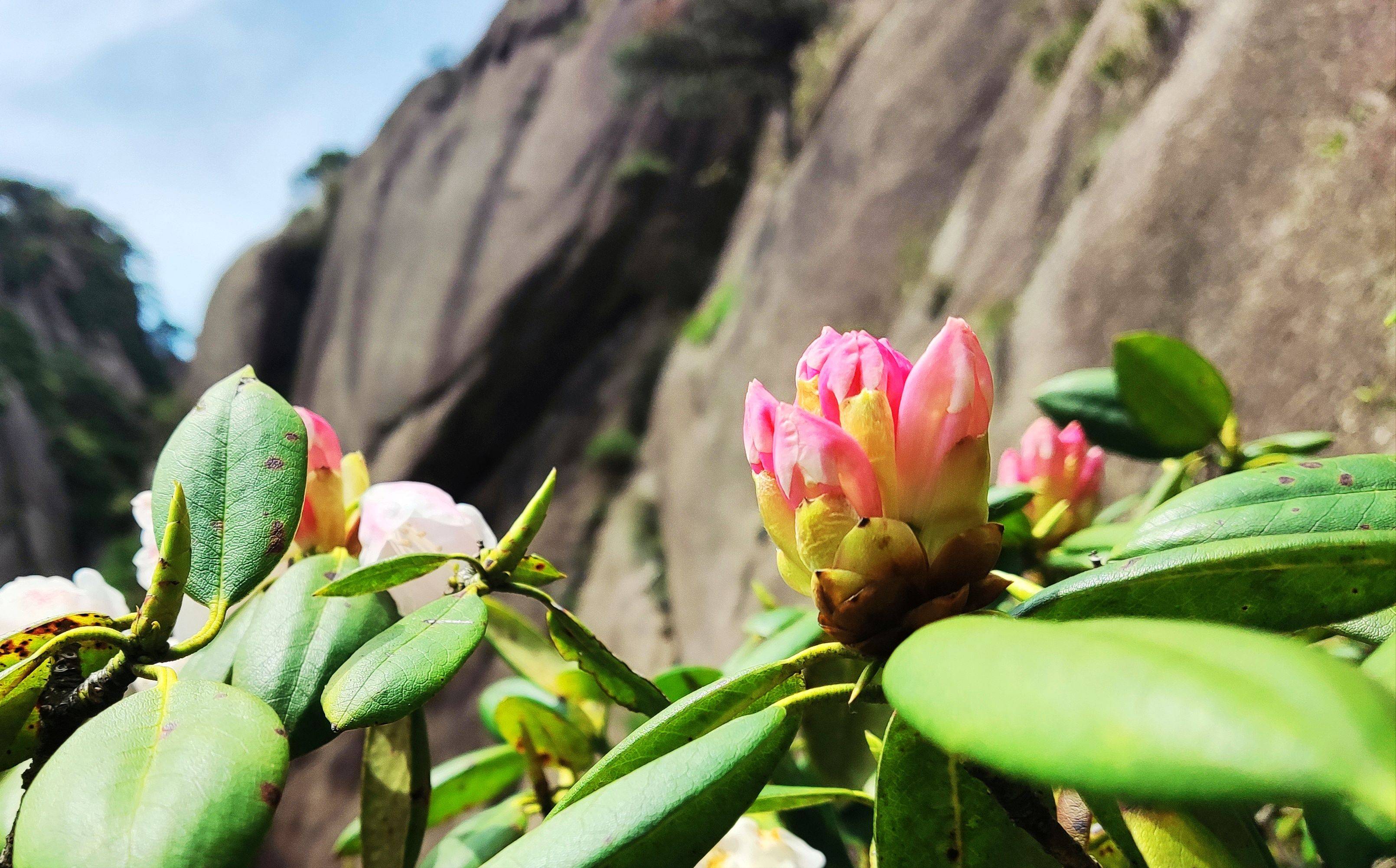 黄山杜鹃花何时花开图片