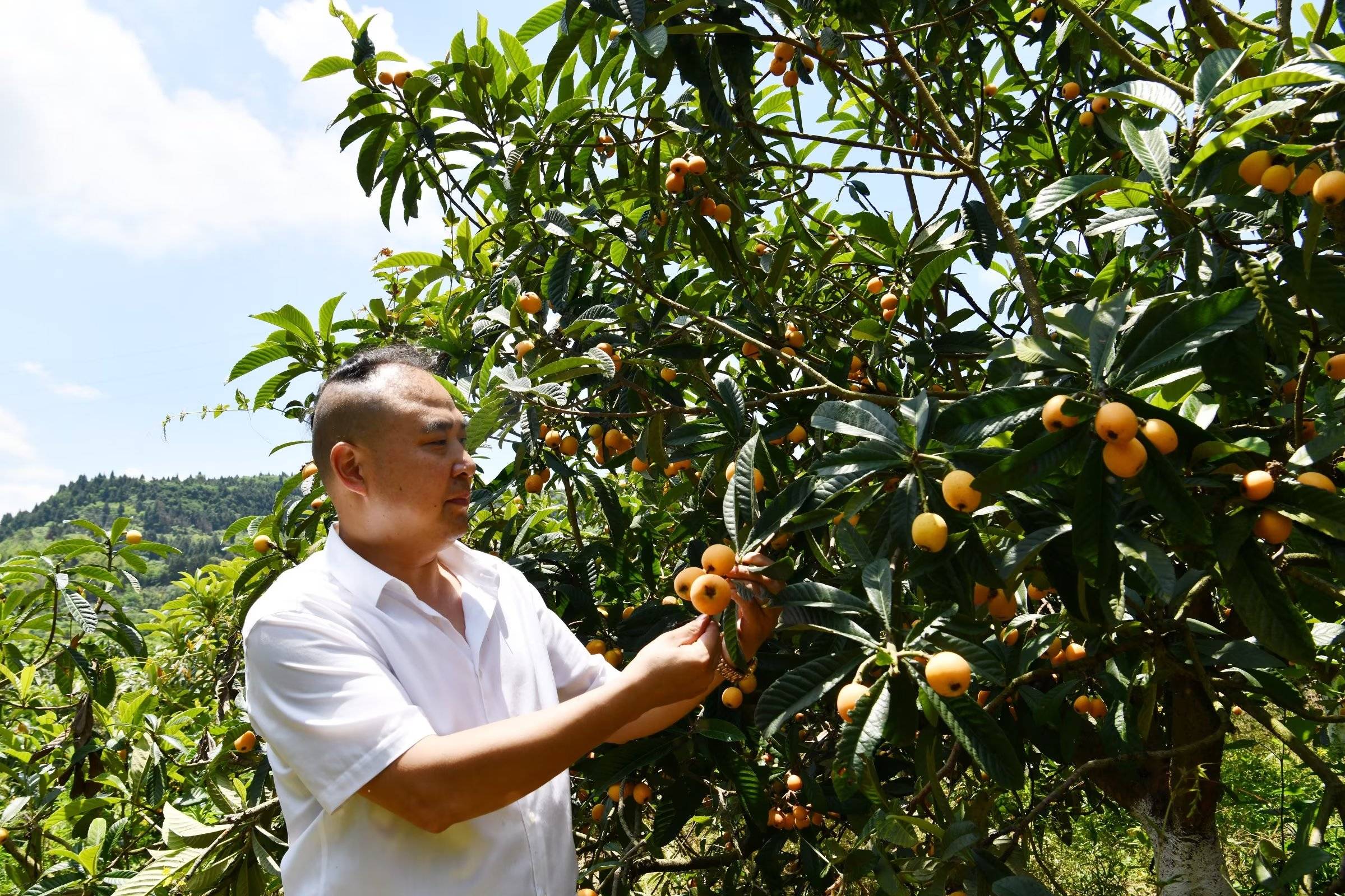 合川古楼枇杷节图片