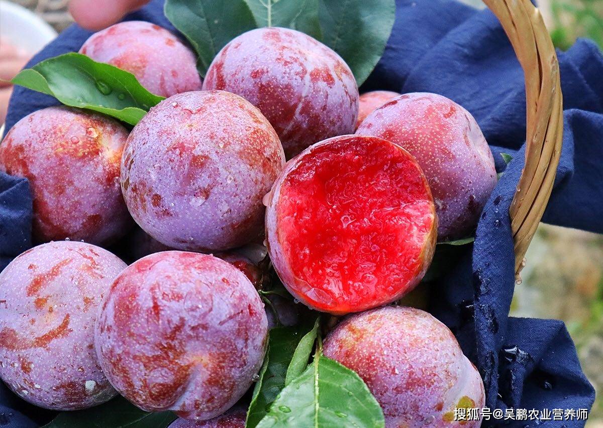 土农鼠生态农场:古田芙蓉李,又是一年芙蓉李成熟季_果肉_口感_多汁
