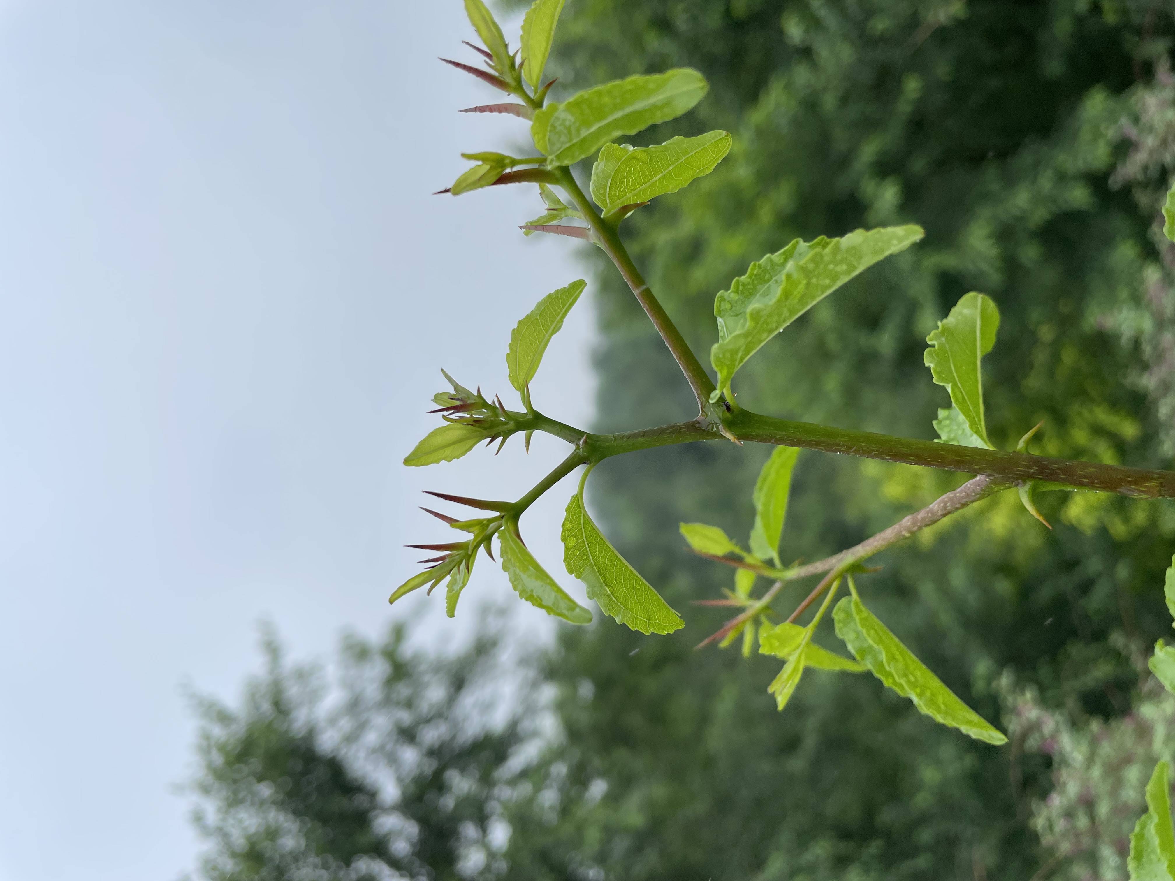 雨中酸枣树:响堂湾石头村嫩嫩的酸枣芽又开始生长_太行_加工_新枝